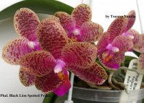 Phal. Black Lion Spotted Prince (2).jpg