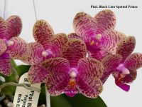 Phal. Black Lion Spotted Prince (3).jpg