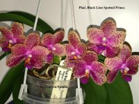 Phal. Black Lion Spotted Prince (4).jpg