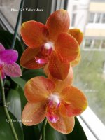 Phal. K S Yellow Jade (4).jpg