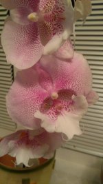 IMG_20180710_220323.jpg