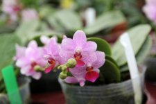 Phalaenopsis Tying Shin Fay ′MD′ Phalaenopsis Anna-Larati Soekardi и Phalaenopsis Ty.jpg