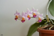 Phalaenopsis Fantasy Musick..jpg