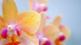 orchid_flower_petals_striped_89107_1600x900.jpg