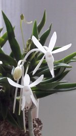 Neofinetia falcata 'Amami jishi'2-1.jpg