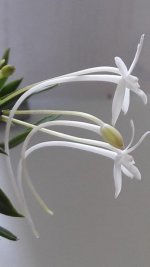 Neofinetia falcata 'Amami jishi'3-1.jpg