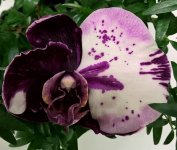 WP_20180530_11_48_04_Pro__highres.jpg