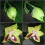 phal.ks happy eagle (1).jpg