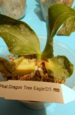 P.Dragon Tree Eagle DT - 168.jpg