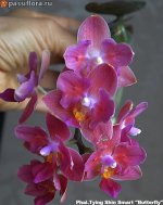 image-exclusive-0-Phal.Tying-Shin-Smart-2.jpg