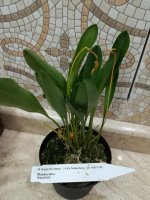 Masdevallia Aquarius2.jpg