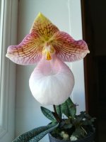 Paphiopedilum micranthum var eburneum1.jpg