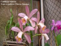 Cattleya venosa (3).jpg