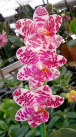 Phal Natasha auspice2.jpg