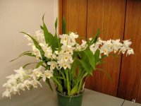 Orhidei-roda-Celogina.jpg