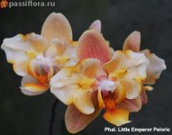 Phal.-Little-Emperor-Peloric1.jpg