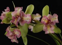 Cymbidium Green Valley Emerald Tree Lips.jpg