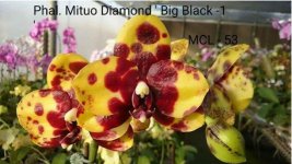 image-0001ex-mituo diamond black bacl.jpg