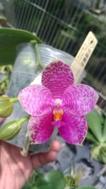 Phalaenopsis Gigabell.jpg