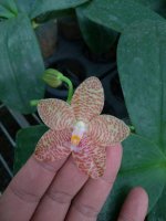 Phal. Ld Giga King.jpg