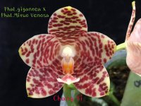 Phal. gigantea x Mituo Venosa 1.jpg