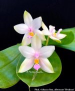 Phal. violacea fma. albescens 'Bredren'.jpg