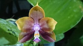 Phal. Mituo Princess ' Black Beauty '.jpg