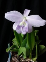 Laelia sincorana coerulea..jpg