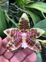 Phal hieroglyphica (hieroglyphica 'Vi-cli' FCC-AOS X hieroglyphica 'Tejas Canary') F1148..jpg