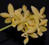 eq Ph. Stone Dance var yellow (Phalaenopsis Su-Ann Cricket х Phalaenopsis equistris).jpg
