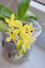 eq Ph. Stone Dance var yellow (Phalaenopsis Su-Ann Cricket х Phalaenopsis equistris)2.jpg