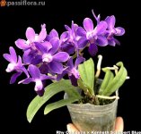 P_Kennithy Schubert х Vanda_coelestis’blue’-З.jpg