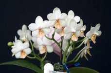 Phalaenopsis (Timothy Christopher x parishii) 'KF'.jpg