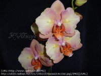 Phalaenopsis Legato.jpg