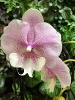 Phalaenopsis Queens Kizz.jpg