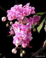 Phal. Liu's Spring Smile 'KF2.jpg