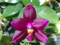 Phalaenopsis Mituo Prima 'Mituo#1' 1.jpg