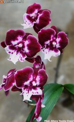 bl Phalaenopsis santa klaus 2.jpg