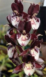 Catasetum Melana Davison 'Bombshell' AM.jpg