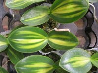 phalaenopsis-amabilis-inner-variegated-foto-375.jpg