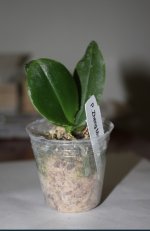 Phal. Zheng Min Anaconda.jpg