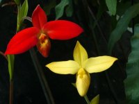 Phragmipedium besseae vs. besseae forma flavum.jpg