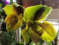 Paph Lippewunder 2.jpg