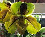 Paph Lippewunder 4.jpg