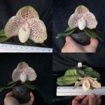 Paph wenshanense.jpg