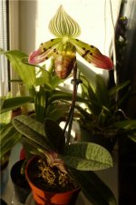 paph.Venustum.jpg