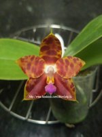 Phal.Chienlung Tiger.jpg