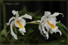 Coelogyne cristata.jpg