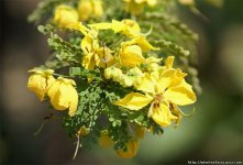 Cassia-polyphylla-1.jpg