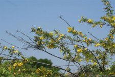 Cassia-polyphylla-3.jpg